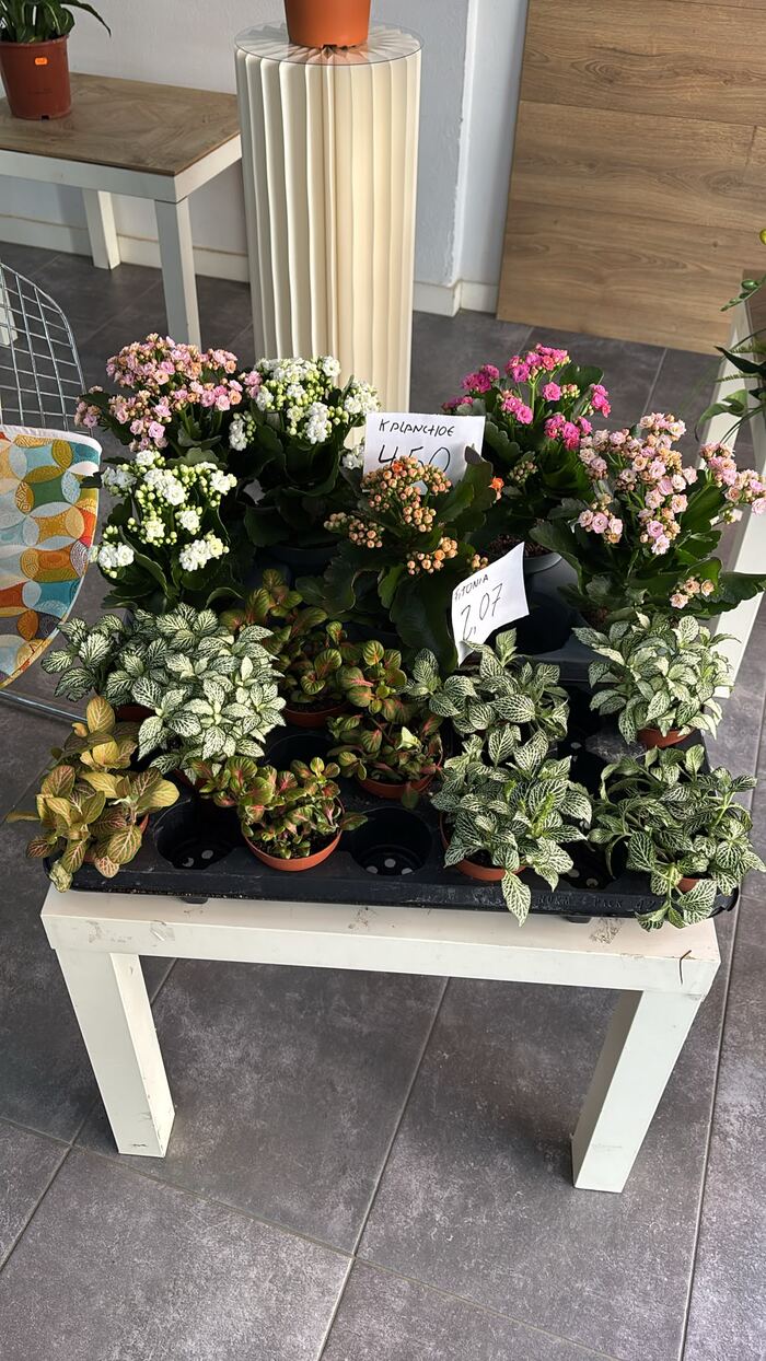 Plantes amb flor i suculentes a la botiga